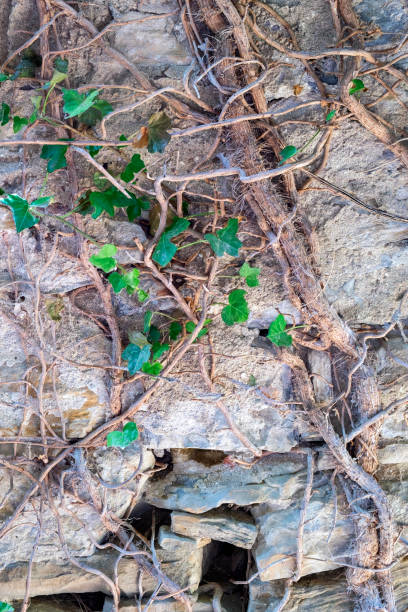 istock Overgrown wall of abandoned building. 835149076