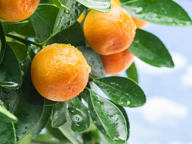 istock Ripe tangerine fruits on the tree. Blue sky background. 835150940