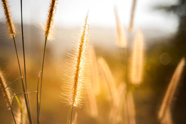 istock Beautiful grass flower on sunrise 835151468
