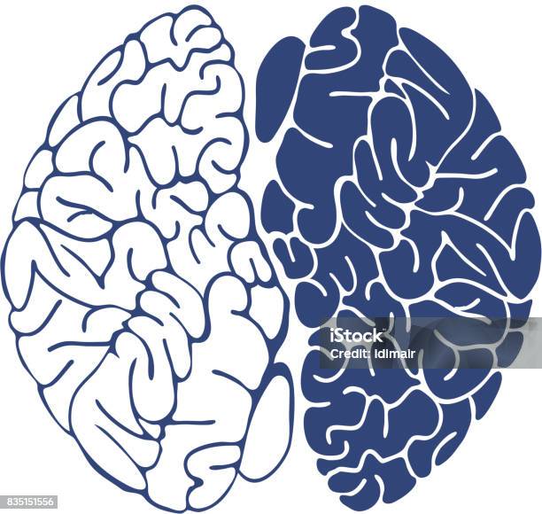 Engraving Brain Illustration Hand Drawn Anatomical Illustration Vector Stock Illustration - Download Image Now
