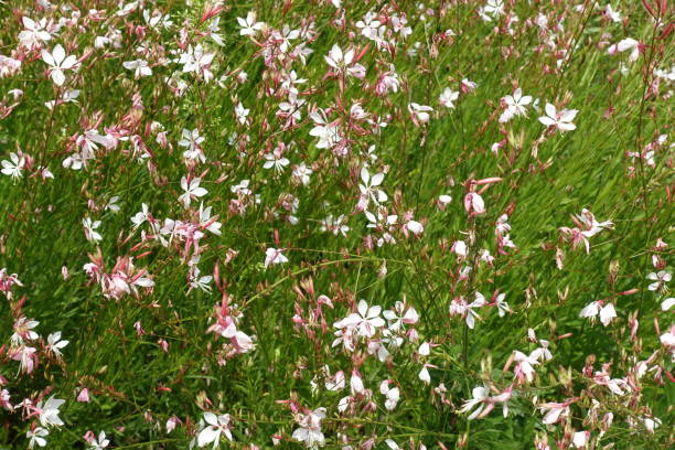 istock Blooming Flowering Flowers Background White And Green 835158468