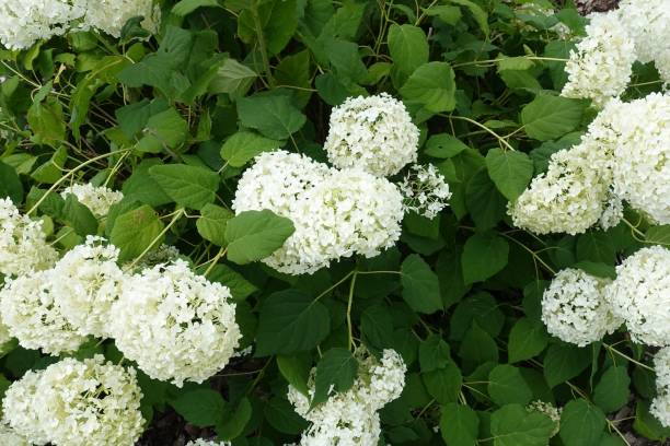 istock Blooming Flowering Flowers Background White And Green 835158986