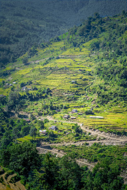 istock Rice terrace in the valley 835163978