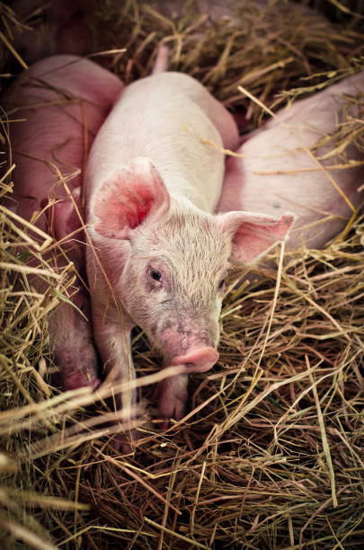 istock Cute baby pig in farm 835164720
