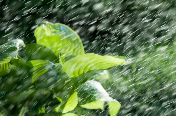 istock Summer rain. moisture condensed from the atmosphere that falls visibly in separate drops. 835181688