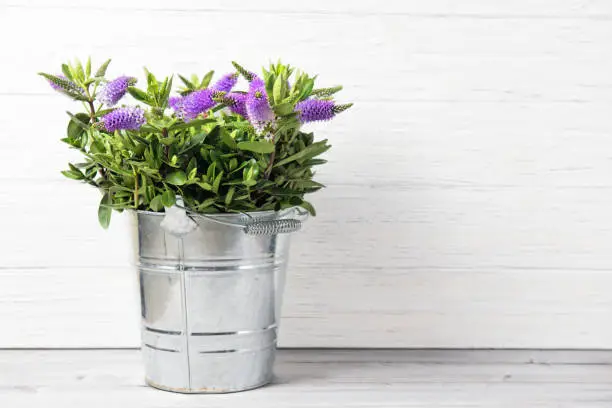 Bucket with fresh beautiful blooming purple Hebe flowers on a wooden background with copy space
