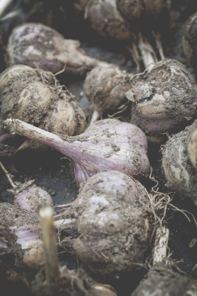 istock Dirty hand picked fresh organic garlic drying on vintage plate 835186714