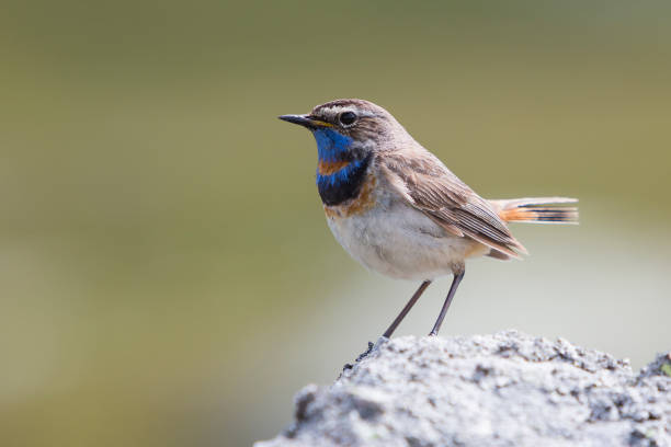 istock Male Red-spotted bluethroat 835191782