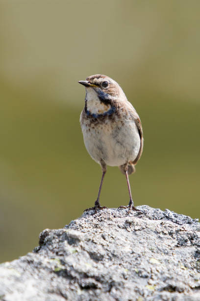 istock Female Red-spotted bluethroat 835192222