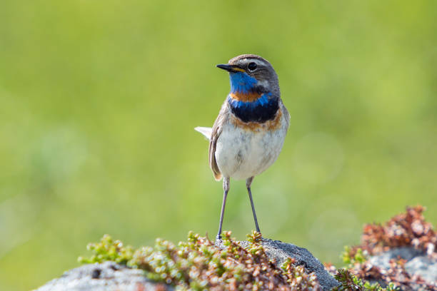 istock Male Red-spotted bluethroat 835192226
