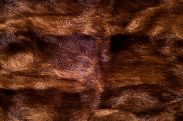 istock Mink fur animal 835195264