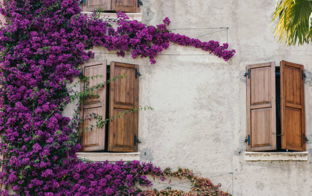 istock Beautiful window covered with flowers in Italy 835195322