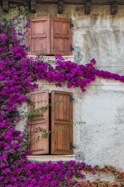 istock Beautiful window covered with flowers in Italy 835195396