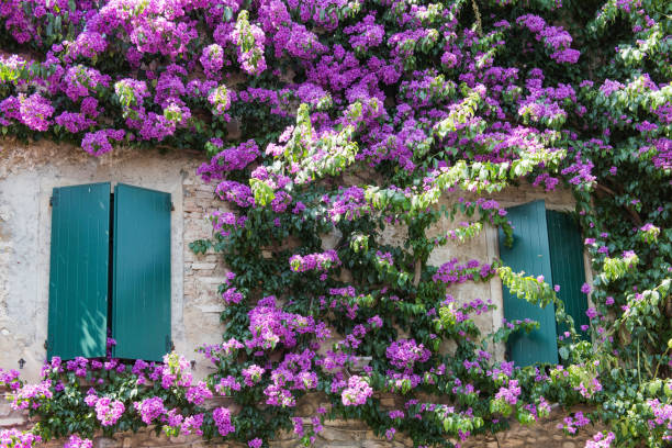 istock Beautiful window covered with flowers in Italy 835195728