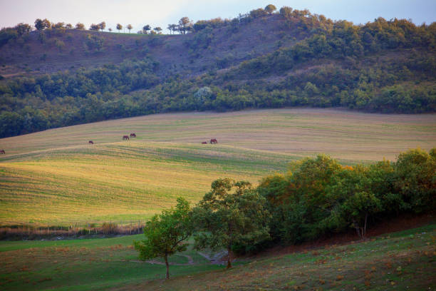istock Autumn pasture. Basque country. Spain 835196018