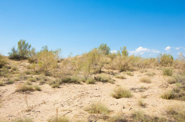 istock steppe summer. Turgai save. Lake in the desert 835197128
