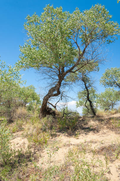istock steppe summer. Turgai save. Lake in the desert 835197302