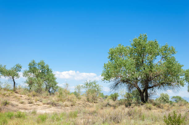 istock steppe summer. Turgai save. Lake in the desert 835197406