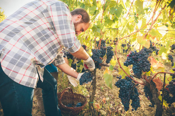 istock young man cutting grapes from the vine 835199712