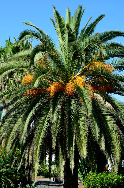 istock Spain, Fuerteventura, Palm 835200468
