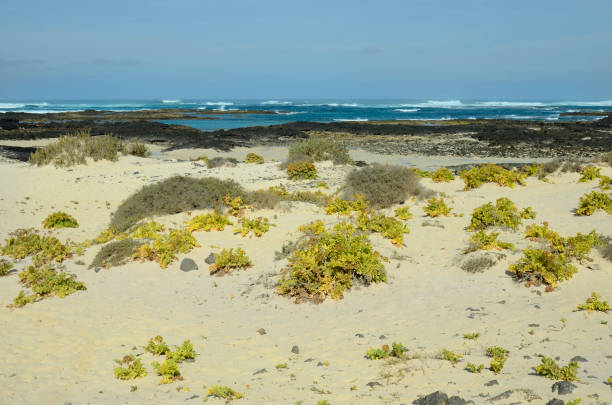 Spain, Canary Island, Fuerteventura, coast with vegetation