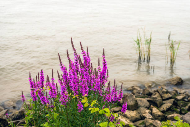Dark violet flowering purple loosestrife plant growing at the banks of a river. Closeup of dark violet flowering purple loosestrife plant growing at the banks of a Dutch river. In the foreground also grows a wild blackberry plant. lythrum salicaria purple loosestrife stock pictures, royalty-free photos & images
