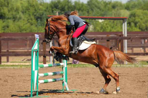 istock Rider on chestnut horse jumping over oxer 835206994