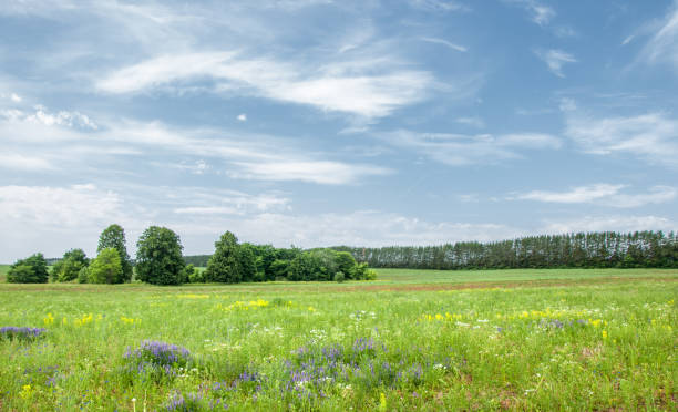 istock Field flower wild peas 835218054