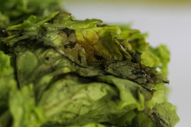 laitue hydroponique pourri - lollo bionda lettuce photos et images de collection