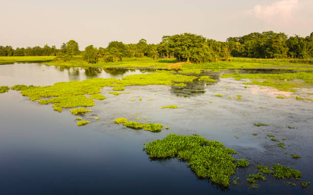 istock Lagoon with water hyacinth and fields on Majuli Island, Assam, India. 835239294