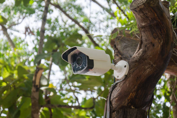 istock White CCTV installed on the tree which refer to harmony between technology and nature. CCTV hid on the tree to detect thief 835247802