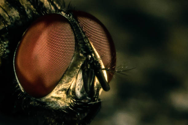istock Face of Fly in Macro 835253772