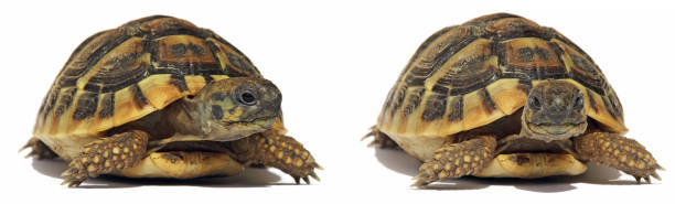 istock Testudo hermanni tortoiseon isolated on white background 835263460