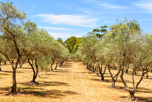 Rows of almond trees in the Clare Valley, SA, Australia