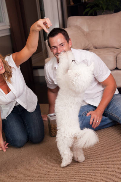 istock man watches dog learn trick 835269586