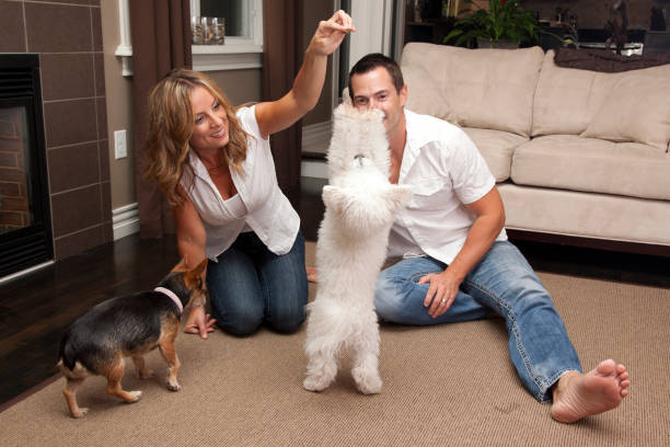 istock couple trains their dogs at home 835269600