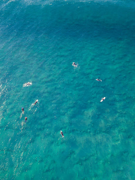 istock Group of Surfers 835274186