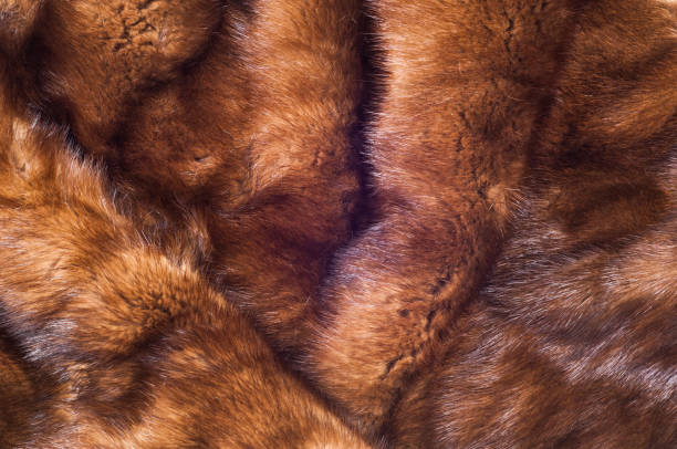 istock Mink fur animal 835276370