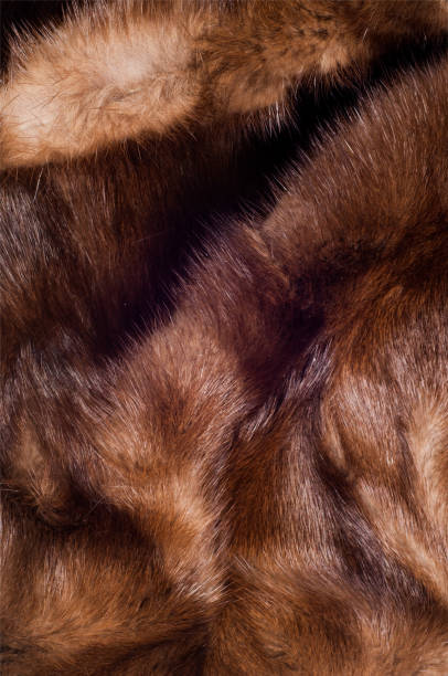 istock Mink fur animal 835276618