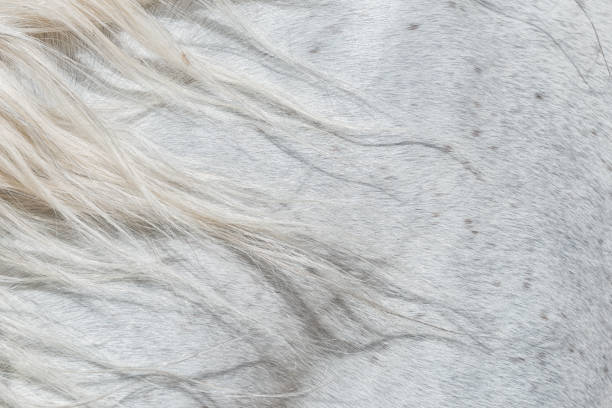Forelock of a white horse. Closeup abstract image.