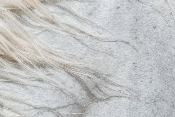 Forelock of a white horse. stock photo