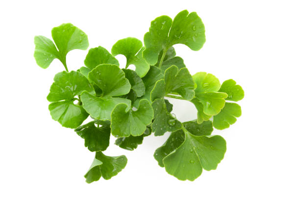 istock Fresh ginkgo biloba bunch. 835286586