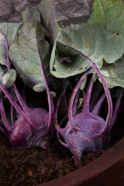 couve-rábano roxo. - kohlrabi purple cabbage organic - fotografias e filmes do acervo