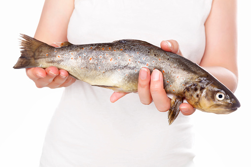 Rainbow coastal trout. Cook holding fresh fish. Seafood concept.