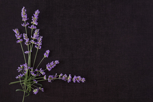 Lavender on black background top view with copyspace. Culinary aromatic herbs.