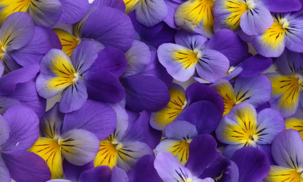 Pansy Flowering blue and white pansies Viola tricolor viola tricolor stock pictures, royalty-free photos & images