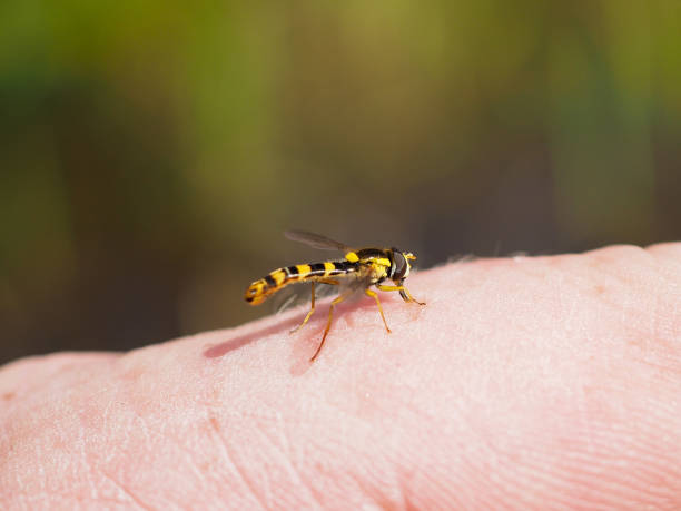istock Fly Syrphidae on a person's hand. Macro 835302920