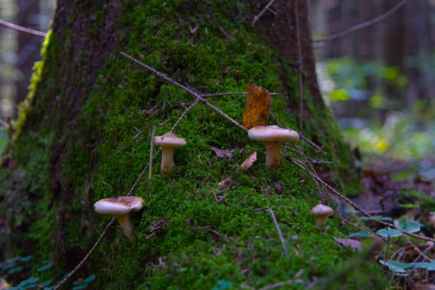istock Edible mushroom pigs grow in forest moss. 835309964