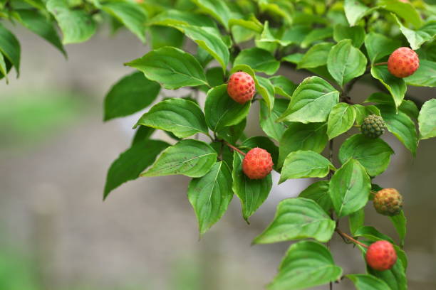 Fruit of the dogwood