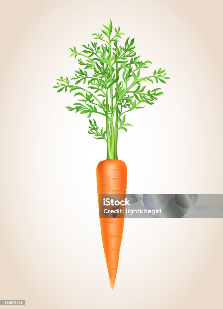 Carrot isolated Vegetable vector illustration Carrot isolated Vegetable vector illustration. Carrot stock vector